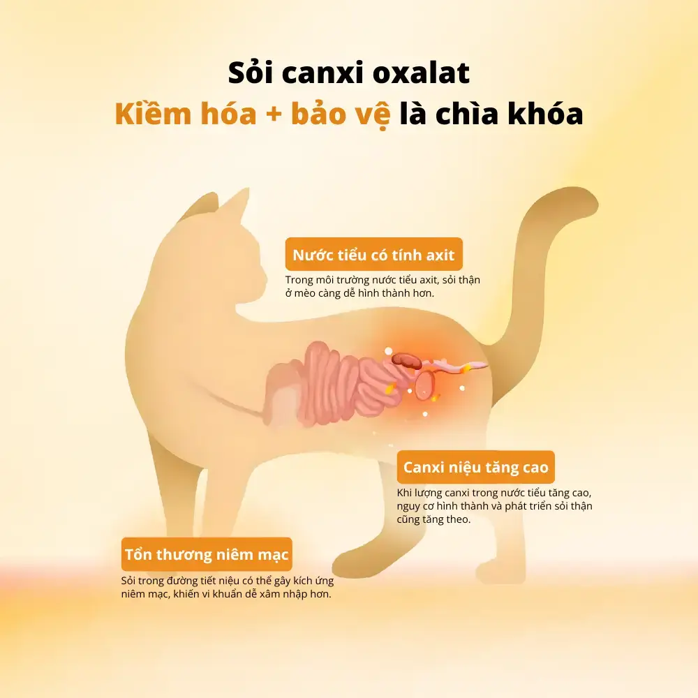 Tác hại của sỏi Canxi Oxalat