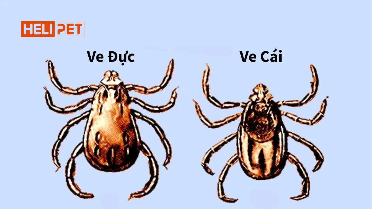 phân biệt bọ ve chó đực và cái bằng cách quan sát