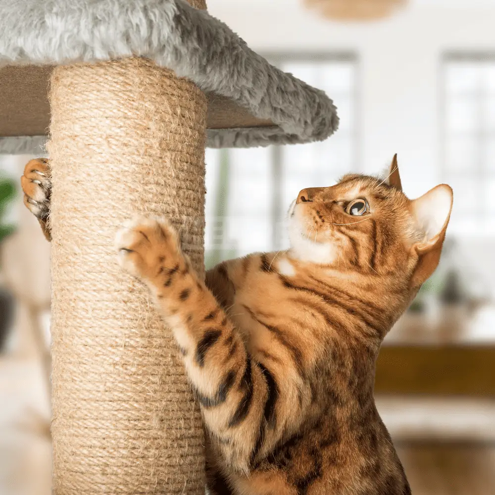 Nhà cây cho mèo mang lại nhiều lợi ích