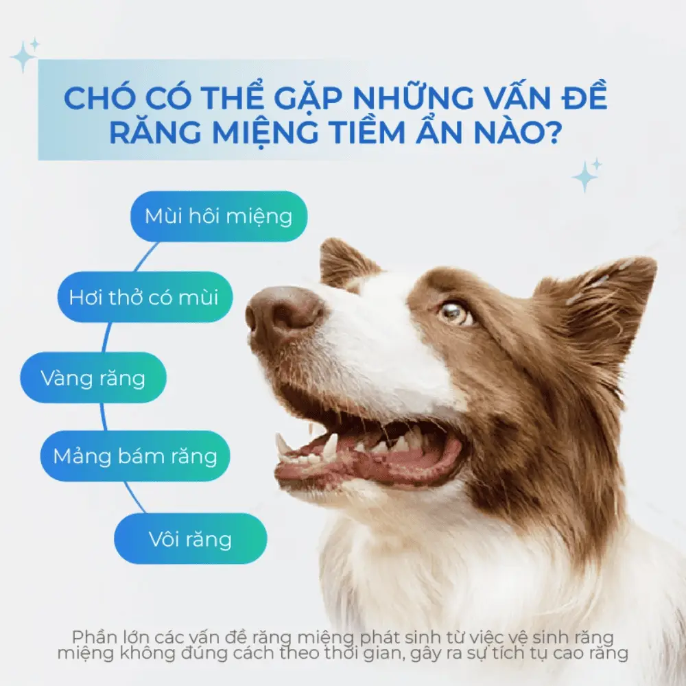 Vấn đề răng miệng thường gặp ở chó