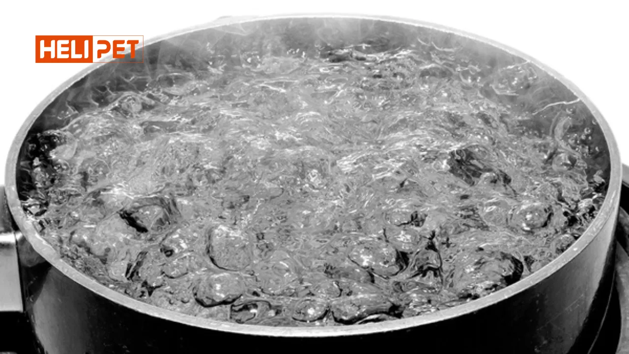 Nước sôi xử lý nhanh các giai đoạn tiền bọ chét hạn chế nguy cơ bùng bọ chét