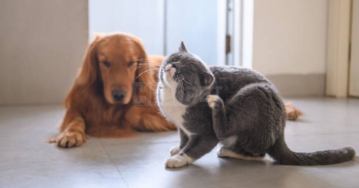 Các dấu hiệu cho thấy "boss" bị ve rận