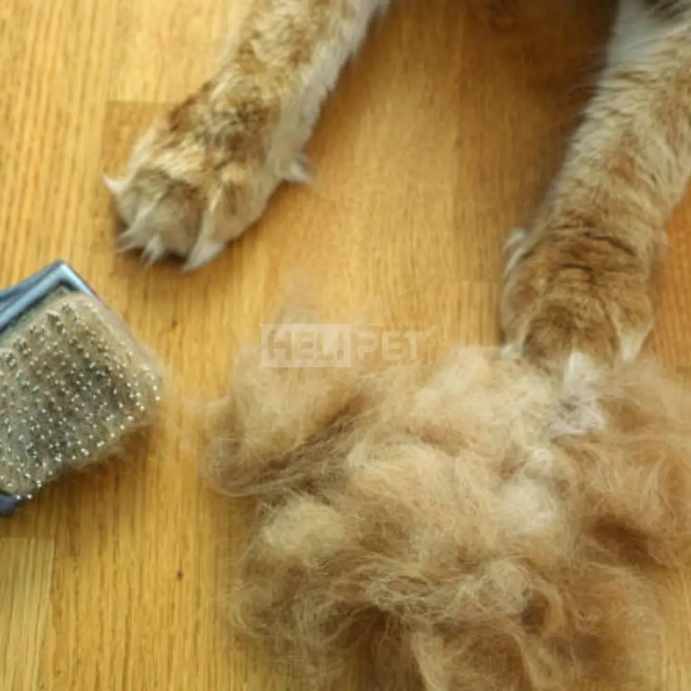 Nên chăm sóc lông thú cưng thường xuyên