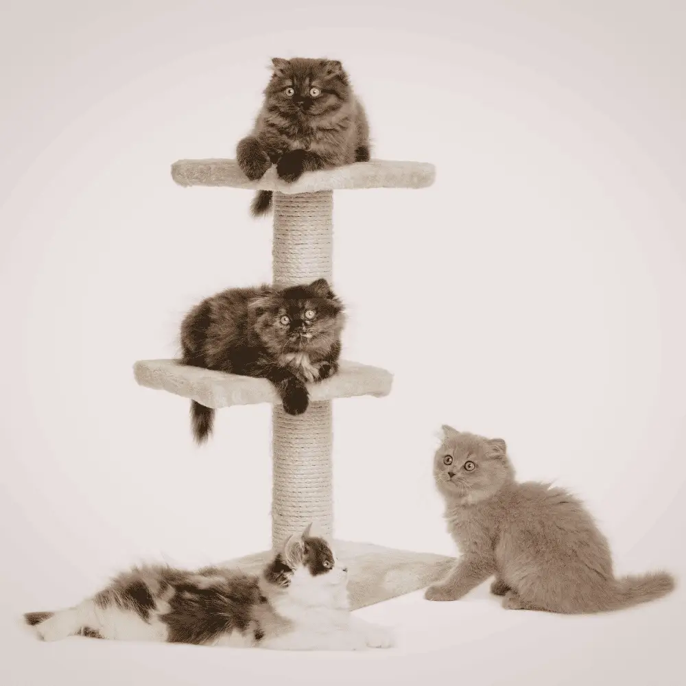 Cat tree giống như khu vui chơi thu nhỏ cho mèo
