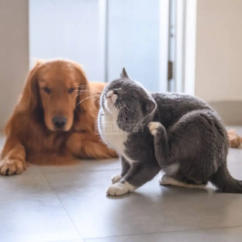 Các dấu hiệu cho thấy "boss" bị ve rận
