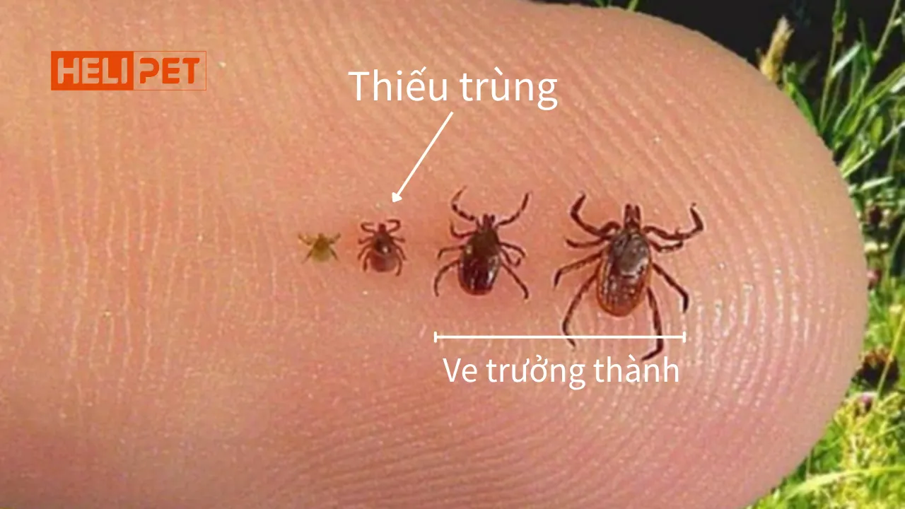 trực quan kích thước thiếu trùng bọ ve chó so với ấu trùng và cá thể trưởng thành
