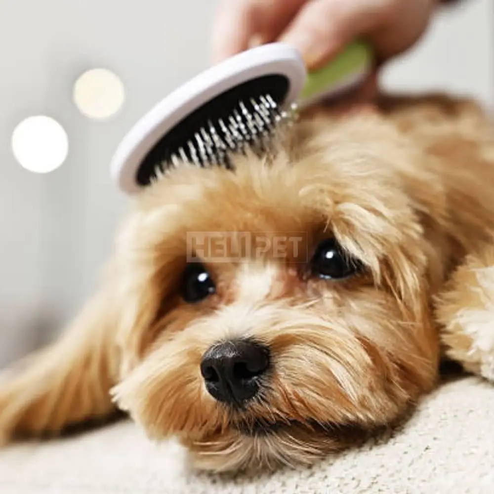 Chăm sóc lông cho Pet là việc khá khó khăn